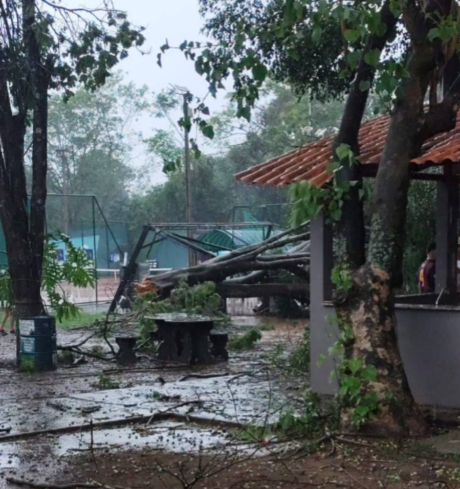 queda-de-arvore-deixa-quatro-pessoas-feridas-no-divinopolis-clube;-veja-o-video