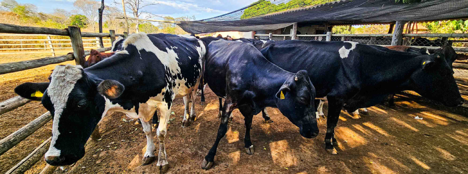 emater alerta-sobre-importancia-da-vacinacao-e-do-controle-de-parasitas-no-rebanho-bovino