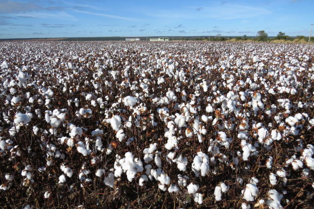 acoes-do-ima-fortalecem-a-cotonicultura-mineira-e-ampliam-a-competitividade-do-setor