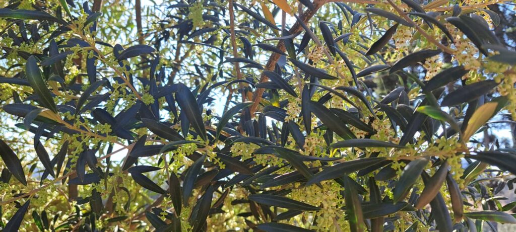 pesquisas-da-epamig-acompanham-produtividade-e-qualidade-nas-safras-de-oliveira-na-serra-da-mantiqueira