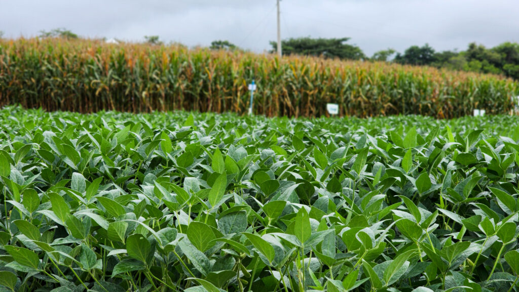 tecnologia-criada-em-minas-recebe-reconhecimento-internacional-da-fao