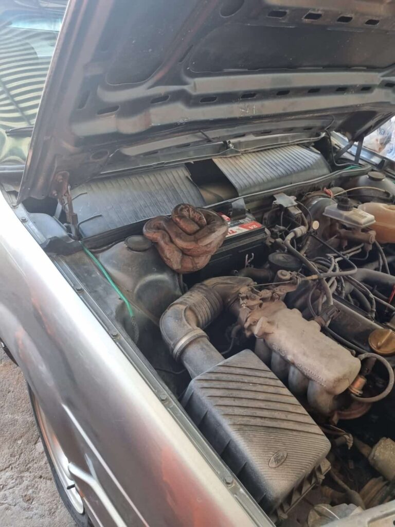 jiboia-e-encontrada-dentro-do-motor-de-carro-e-mobiliza-bombeiros-em-formiga