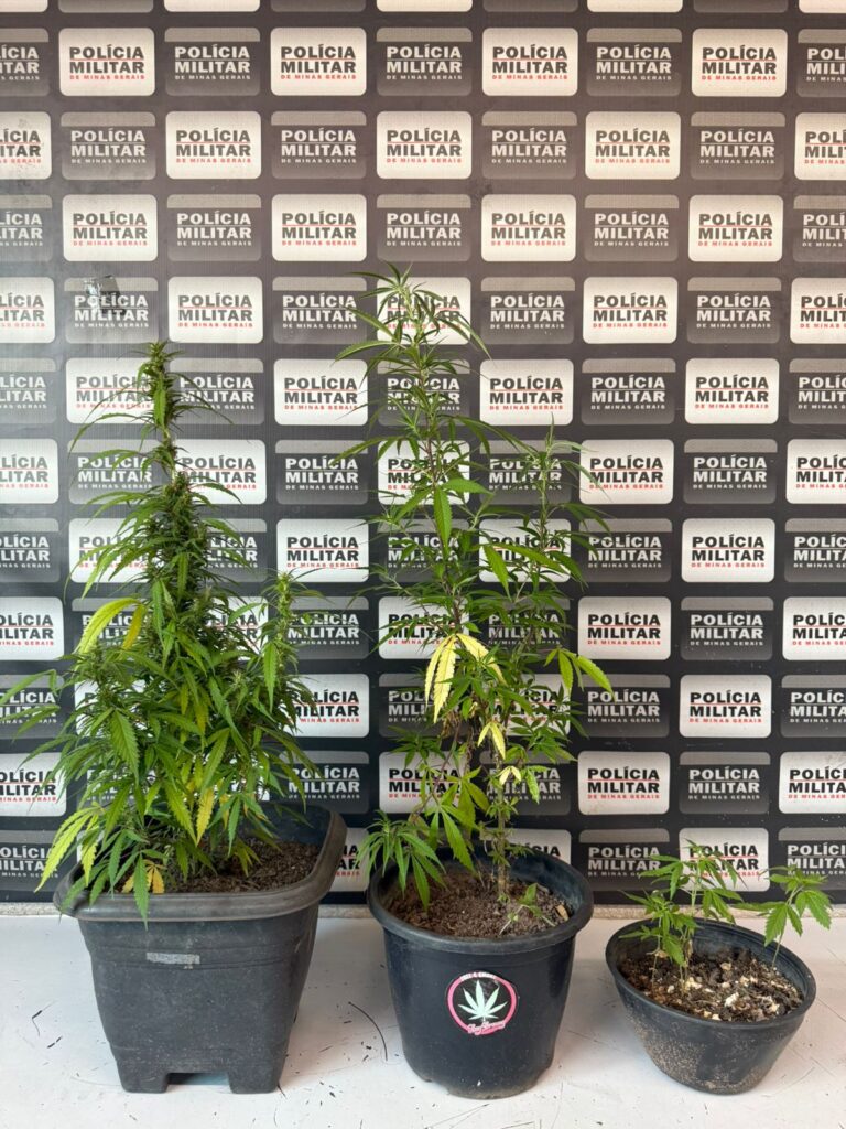 pm-apreende-pes-de-maconha-no-terraco-de-residencia-no-bairro-danilo-passos-2-em-divinopolis