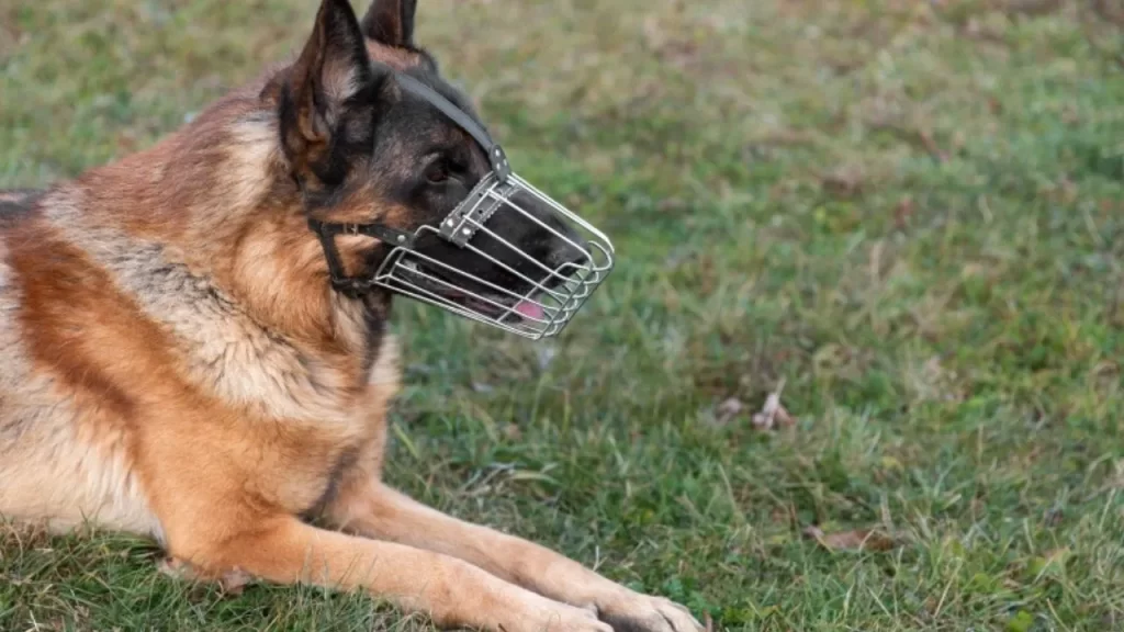 divinopolis-reforca-seguranca-com-nova-regra-para-circulacao-de-caes-de-grande-porte