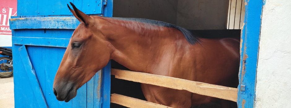 passaporte-sanitario-equestre-moderniza-transito-de-equideos-em-minas