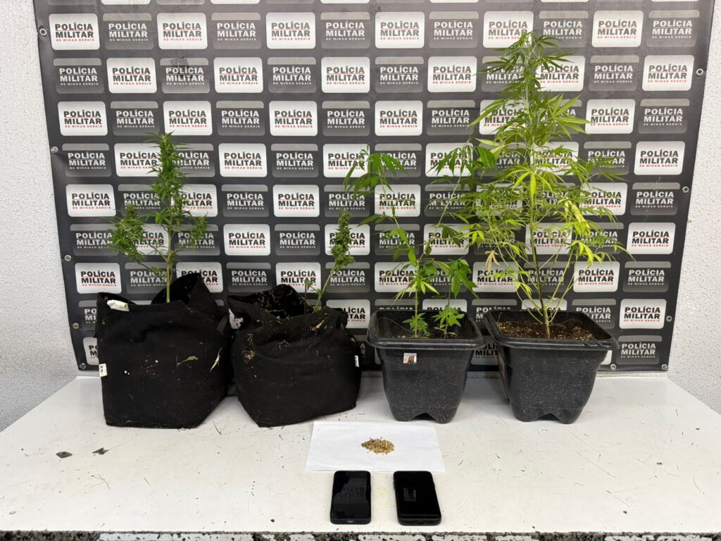 pm-prende-homem-por-violencia-domestica-e-descobre-cultivo-de-maconha-no-imovel-no-bairro-maria-pecanha-em-divinopolis