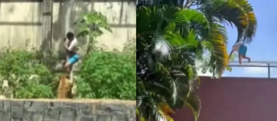 jovem-morto-por-leoa-em-joao-pessoa-havia-sido-preso-duas-vezes-no-mesmo-dia