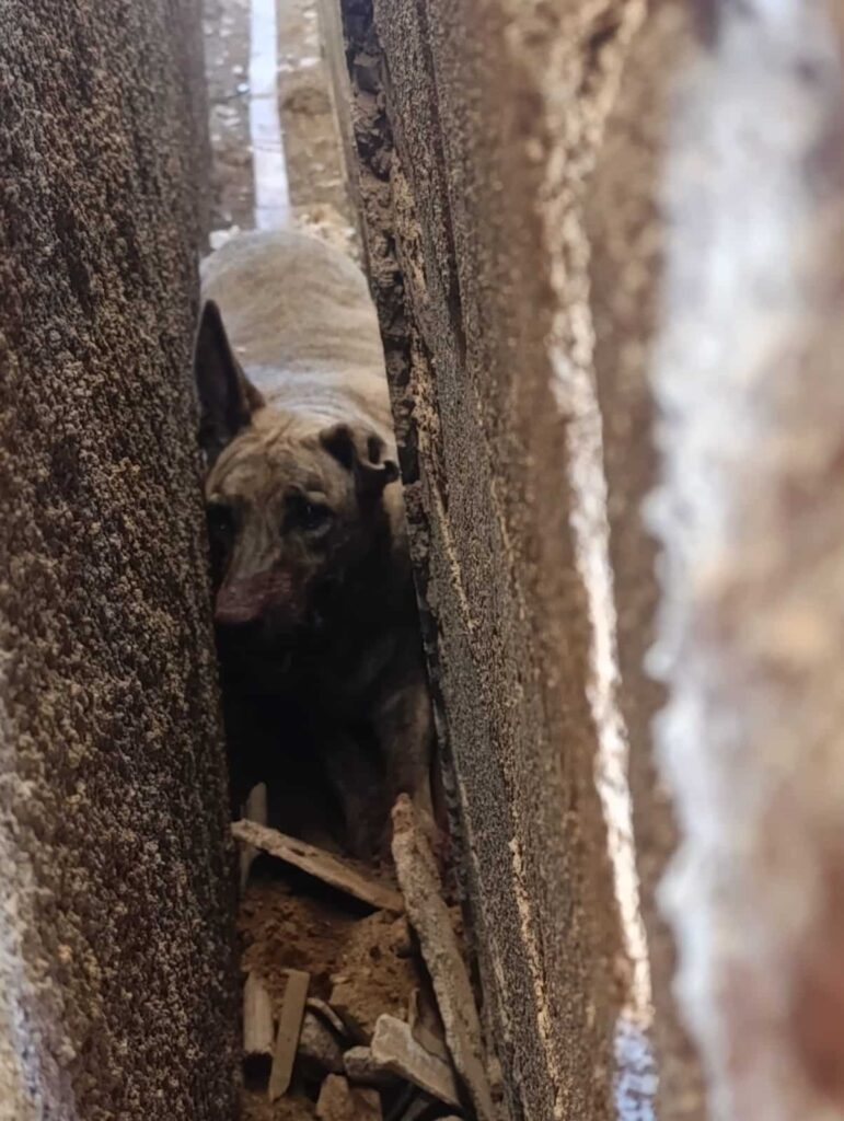bombeiros-resgatam-cadela-presa-entre-muro-e-parede-apos-chamado-em-arcos