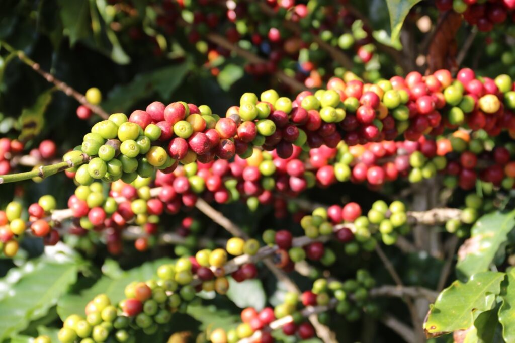 governo-de-minas-anuncia-criacao-de-centro-de-excelencia-em-cafeicultura