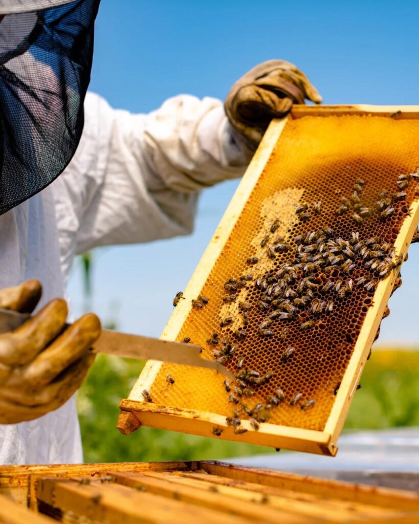 faemg,-senar-e-ita-brasil-lancam-curso-gratuito-de-manejo-de-abelhas-e-processamento-de-mel-em-itapecerica