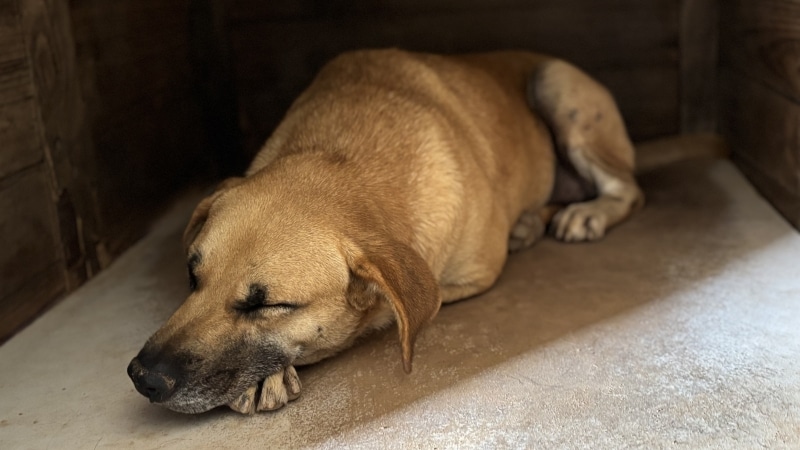 cata-faz-apelo-urgente-por-adocao-de-animais-em-divinopolis