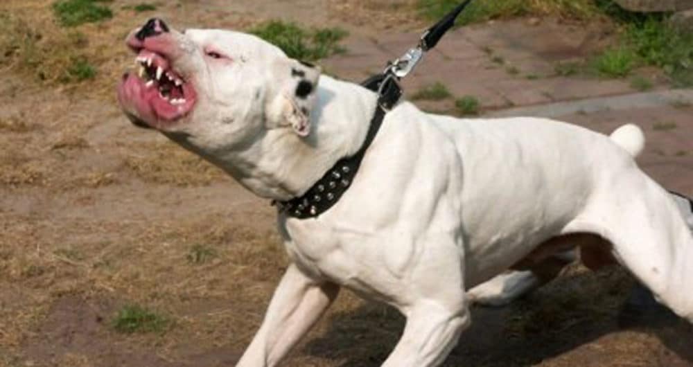 ataque-de-pitbull-assusta-moradores-e-termina-com-animal-morto-a-tiros-em-itapecerica