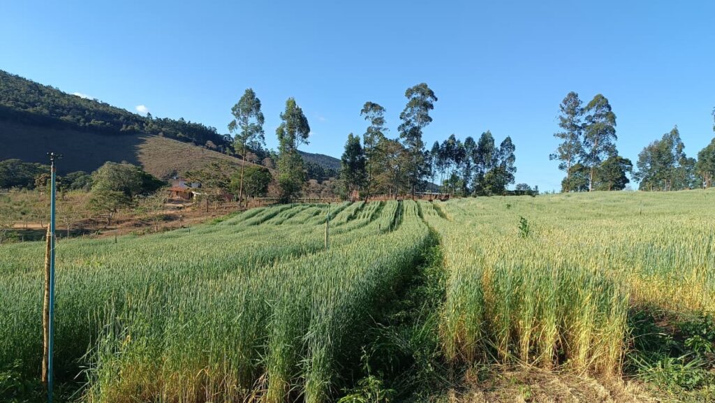 silagem-de-trigo-forrageiro-traz-vantagens-para-pecuaristas-no-vale-do-jequitinhonha 