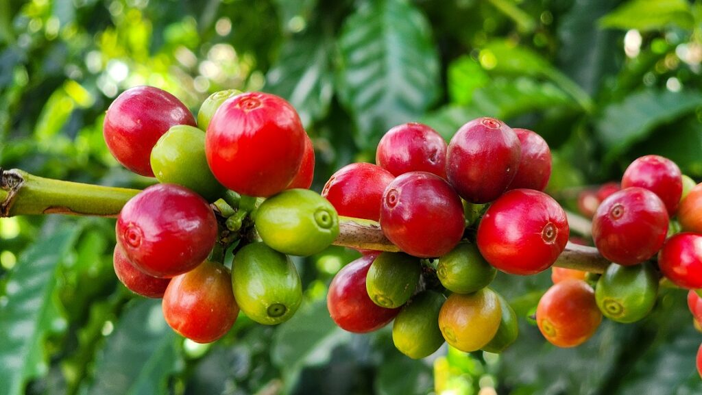 exportacoes-do-agro-mineiro-alcancam-recorde-de-us$-18,1-bilhoes