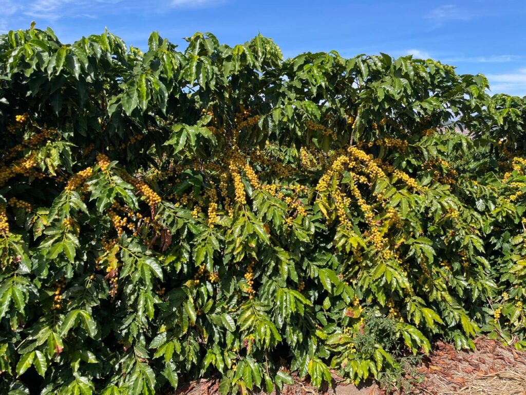 cultivar-de-cafe-recem-registrada-pelo-governo-de-minas-se-destaca-nas-lavouras-do-vale-do-jequitinhonha