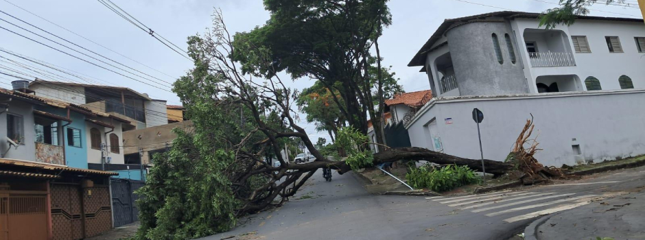 cemig-alerta-para-riscos-e-orienta-como-proceder-em-caso-de-quedas-de-arvores-durante-tempestades