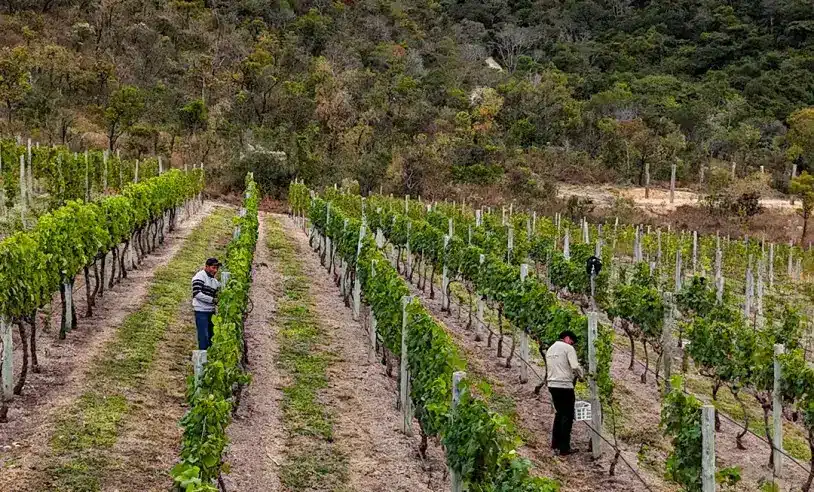 empreendedora-aposta-na-producao-de-vinhos-na-serra-da-canastra-e-cria-novo-conceito-de-enoturismo-autoral