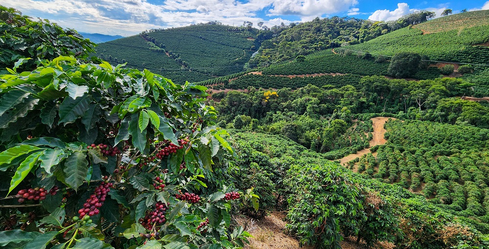 valor-bruto-da-producao-agropecuaria-mineira-tem-estimativa-recorde-de-r$-168,1-bilhoes-neste-ano