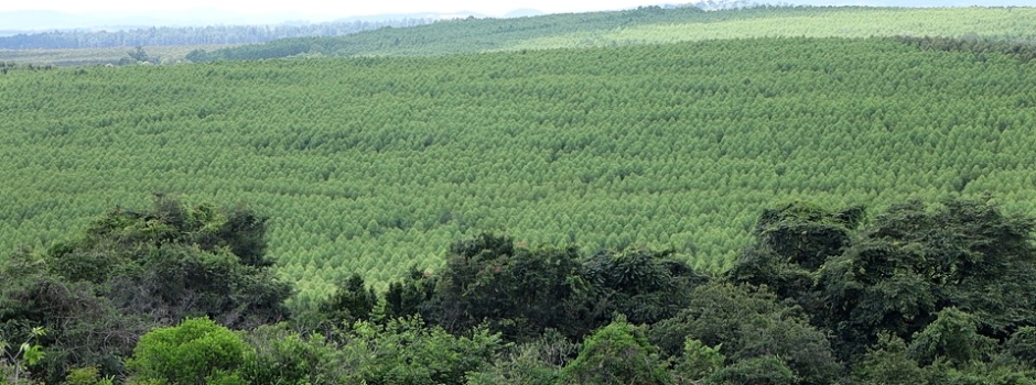silvicultura-impulsiona-producao-na-agroindustria-e-no-campo