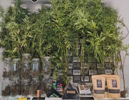 plantacao-de-maconha-“gourmet”-e-localizada-pela-pm-em-matagal-no-bairro-nova-fortaleza,-em-divinopolis