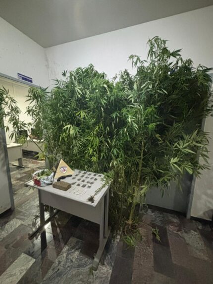 pm-desmantela-trafico:-apreende-maconha,-crack,-plantacao-de-2-metros-e-simulacro-de-arma,-em-itapecerica