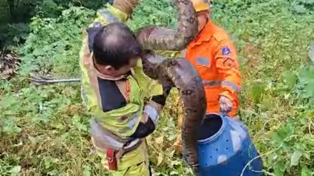 video:-jiboia-de-quase-tres-metros-capturada-em-bom-despacho