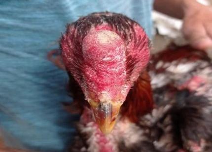 policia-militar-flagra-maus-tratos-e-pratica-de-rinha-de-galos-em-pedra-do-indaia;-animais-sao-resgatados