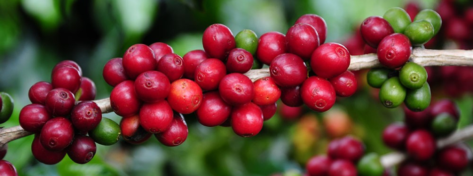 valor-bruto-da-producao-agropecuaria-mineira-alcanca-recorde-em-2025