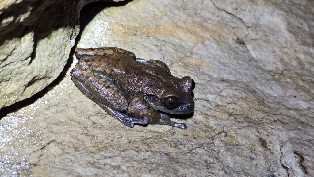 estudo-na-serra-do-espinhaco,-em-minas-gerais,-revela-especies-de-anfibios-que-se-reproduzem-em-cavernas