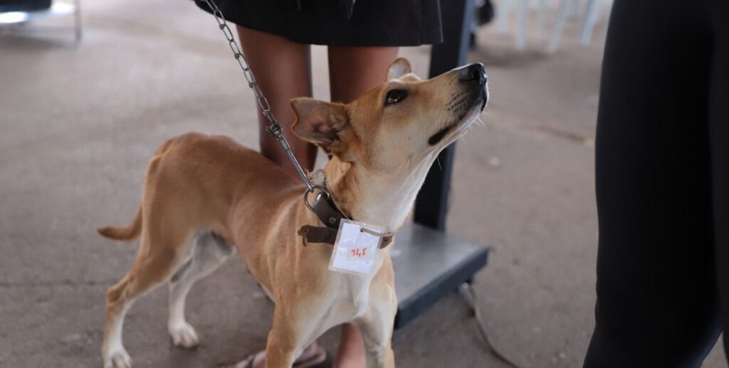 minas-gerais-atua-com-acoes-integradas-de-educacao,-prevencao-e-fiscalizacao-na-protecao-animal