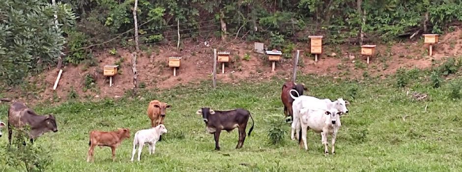 agricultor-diversifica-producao-por-meio-da-apicultura-na-serra-da-canastra