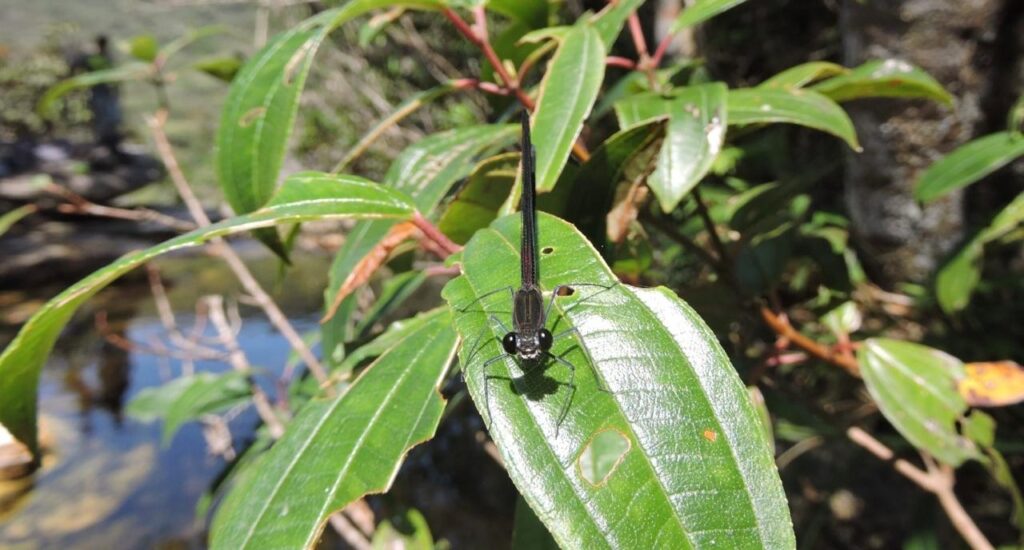nova-especie-de-libelula-e-identificada-em-unidade-de-conservacao-de-minas