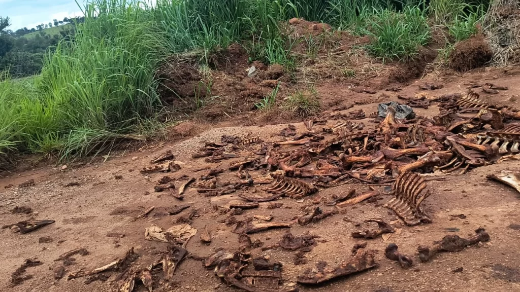 ossos-de-animais-jogados-a-beira-da-mg-050-viram-caso-de-policia-em-carmo-do-cajuru
