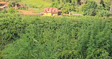 mil-metros-de-maconha:-pm-descobre-mega-plantacao-vigiada-por-fuzil-na-zona-rural-em-minas
