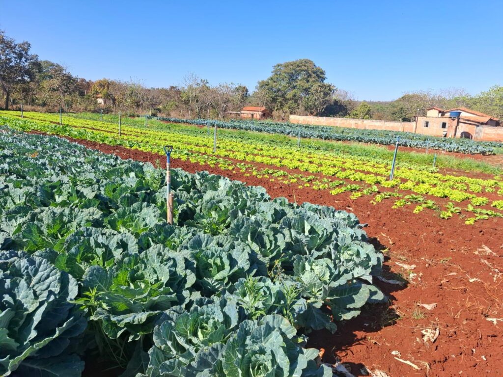 emater-mg-ensina-como-cultivar-uma-horta-domestica-produtiva