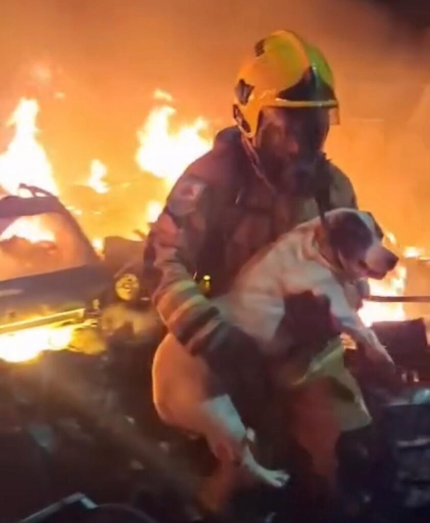 cadela-e-resgatada-com-vida-pelos-bombeiros-durante-incendio-em-deposito-as-margens-da-br-459-em-pouso-alegre;-veja-o-video