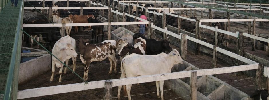 ima-investe-em-acoes-para-garantir-a-saude,-seguranca-e-o-controle-sanitario-em-minas