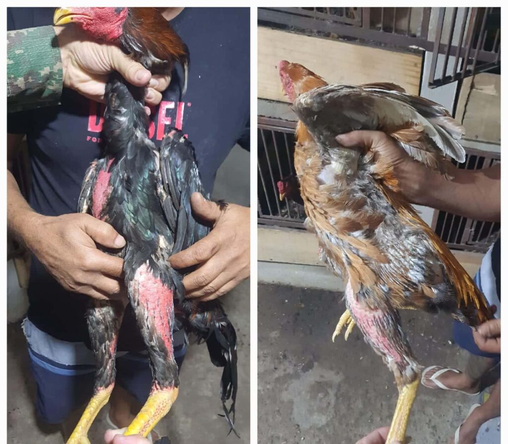 dois-homens-sao-presos-em-divinopolis-por-rinha-de-galo-e-criacao-irregular-de-aves-silvestres
