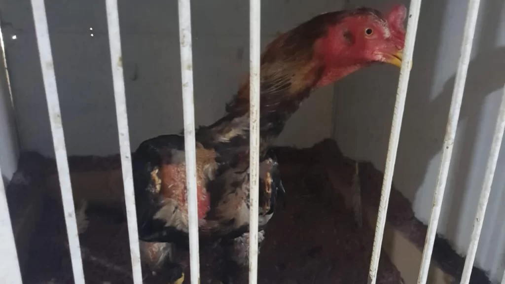 pm-flagra-rinha-de-galo-e-prende-homem-em-divinopolis