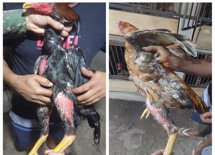 policia-flagra-maus-tratos-e-apreende-15-galos-usados-em-rinha-em-divinopolis