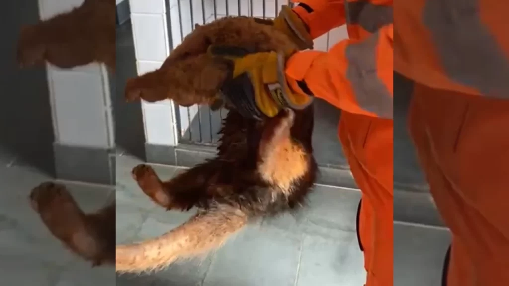 corpo-de-bombeiros-captura-tamandua-mirim-ferido-em-itauna
