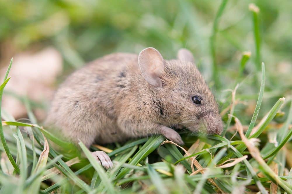 municipio-deve-indenizar-familia-de-servidor-morto-por-hantavirus