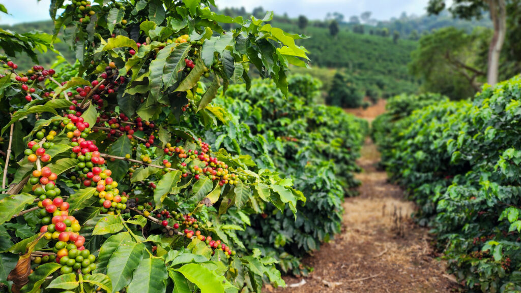 cafe-mineiro-impulsiona-producao-nacional-e-projeta-maior-safra-da-historia-em-2026