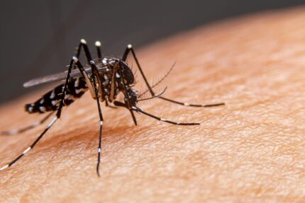 alerta-em-divinopolis:-confirmada-primeira-morte-por-dengue-em-2026;-vitima-e-idosa-de-85-anos