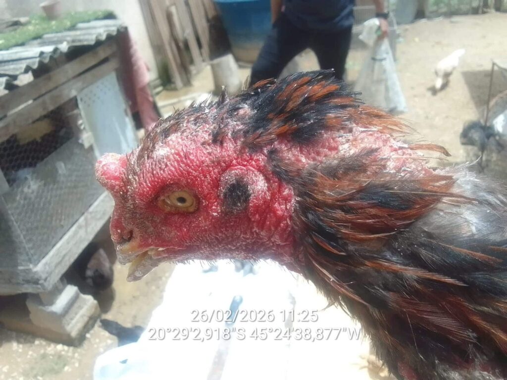 homem-com-varias-passagens-e-preso-por-rinha-e-maus-tratos-a-galos-em-formiga