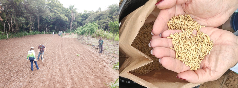 epamig-desenvolve-projeto-para-expandir-o-cultivo-de-arroz-de-terras-altas-no-jequitinhonha-e-no-norte-de-minas