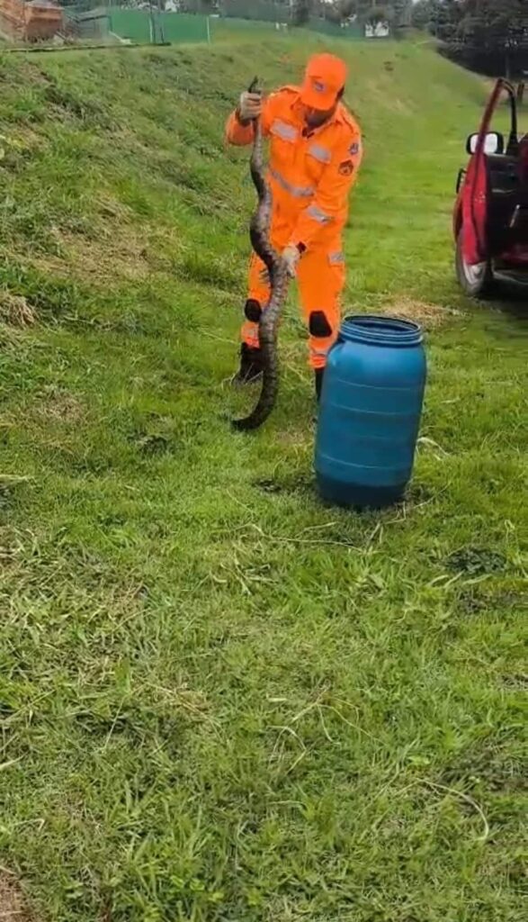 bombeiros-atendem-ocorrencias-de-incendio,-acidentes-e-captura-de-animais-em-formiga-e-arcos