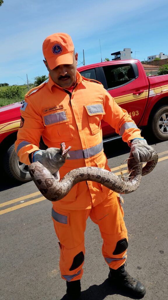 bombeiros-resgatam-gato-preso-em-motor,-salvam-garca-no-centro-e-capturam-jiboia-em-arcos