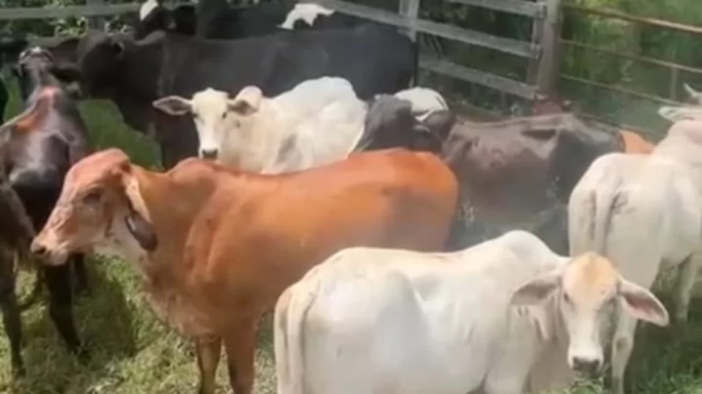 pm-recupera-gado-furtado-em-propriedades-rurais-de-carmo-do-cajuru