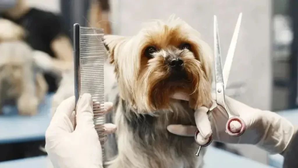 sebrae-minas-lanca-jornadas-da-beleza-e-pet-com-eventos-gratuitos-em-divinopolis